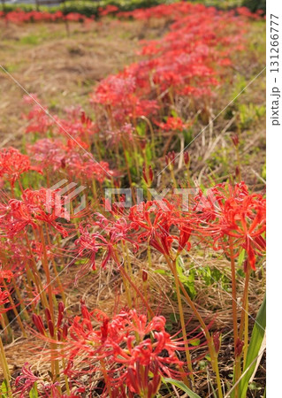 ヒガンバナ 131266777