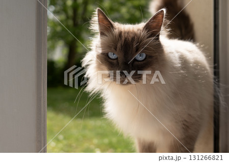 Ragdoll cat Burmese with long wool and blue eyes 131266821
