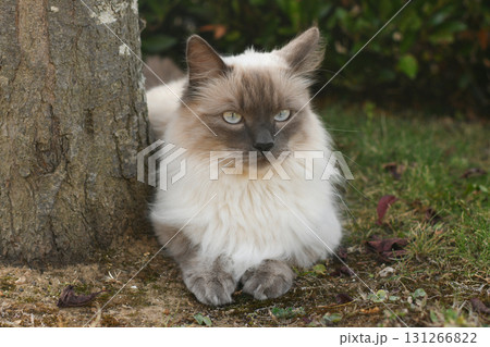 Ragdoll cat Burmese with long wool and blue eyes 131266822