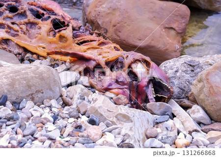 Dead decaying corpse of a Dolphin on the sea coast among the rocks. Dead decaying corpse of a Dolphin on the sea coast among the rocks. 131266868