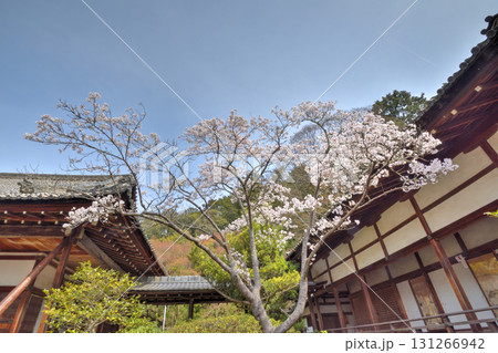 毘沙門堂の桜 131266942