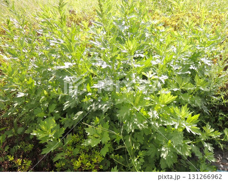 生い茂るよもぎ 蕭 生い茂るよもぎ 蕭 131266962