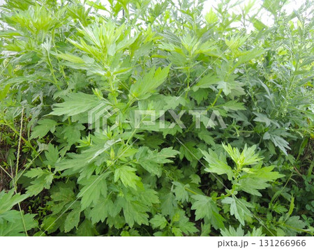 青々とした葉のよもぎ 蕭 131266966