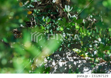 草むらの中に隠れる緑色のトカゲ 131267129