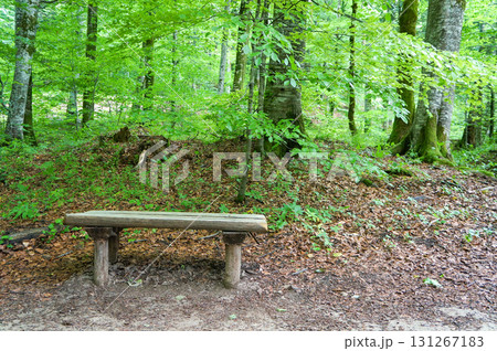 公園内の散策路に設置されている木製のベンチ 公園内の散策路に設置されている木製のベンチ 131267183
