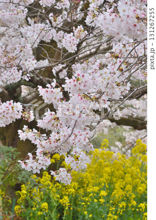 山科の琵琶湖第一疏水の桜と菜の花 山科の琵琶湖第一疏水の桜と菜の花 131267255