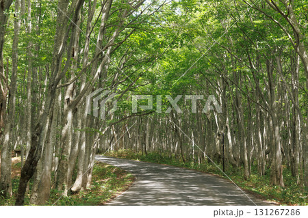 新緑の南八甲田のブナ林（青森県） 131267286