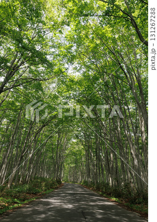 新緑の南八甲田のブナ林（青森県） 131267288