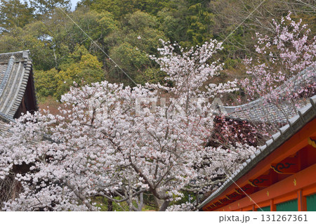 毘沙門堂の桜 毘沙門堂の桜 131267361
