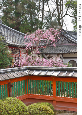 毘沙門堂の桜 毘沙門堂の桜 131267483