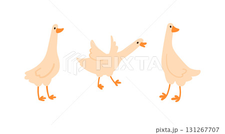 Set of cute white geese with long neck and webbed feet in different poses in simple flat style, isolated on white. Suitable for kids content, farm themes, and animal projects Set of cute white geese with long neck and webbed feet in different poses in simple flat style, isolated on white. Suitable for kids content, farm themes, and animal projects 131267707