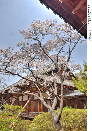 毘沙門堂の桜 131267770