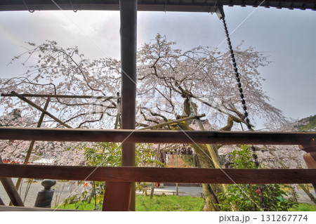 毘沙門堂の桜 131267774