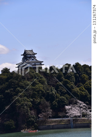 日本の愛知県の犬山市　春の犬山城と満開の桜　木曽川を進む遊覧船と立派な天守閣　美しい新緑と快晴の青空 131267874