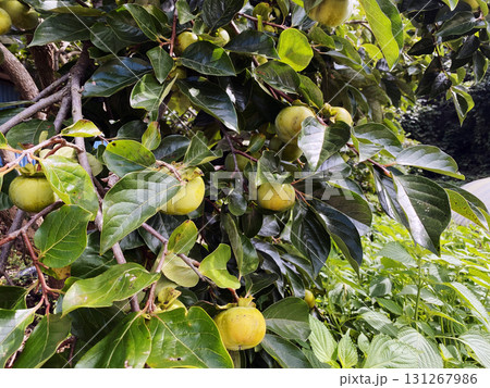 Fresh green persimmons growing on tree branch in natural orchard setting Fresh green persimmons growing on tree branch in natural orchard setting 131267986