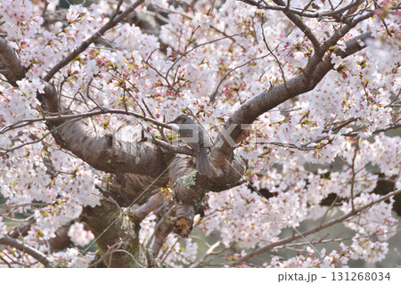山科の琵琶湖第一疏水のヒヨドリ 131268034