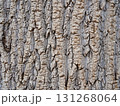 樹皮 131268064