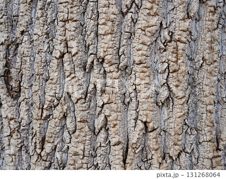 樹皮 131268064