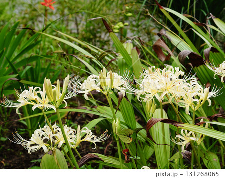 白い彼岸花 白い彼岸花 131268065