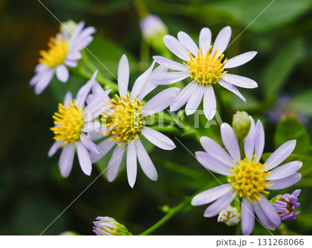 秋の花壇に咲くノコンギク野紺菊 秋の花壇に咲くノコンギク野紺菊 131268066