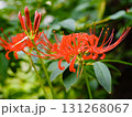 秋に咲く赤い彼岸花 131268067