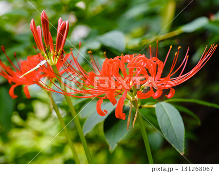 秋に咲く赤い彼岸花 秋に咲く赤い彼岸花 131268067
