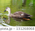 池で泳ぐカルガモ 131268068