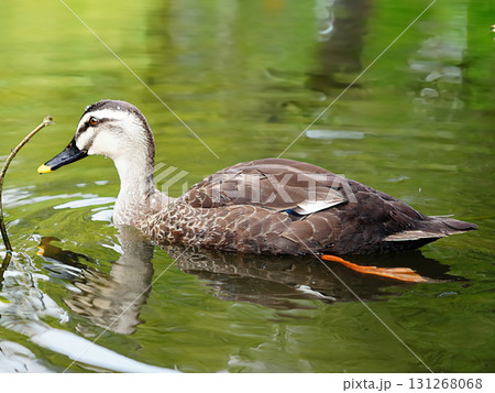 池で泳ぐカルガモ 池で泳ぐカルガモ 131268068