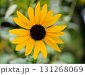 ヒマワリの黄色い花 131268069