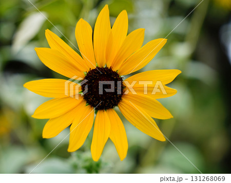 ヒマワリの黄色い花 ヒマワリの黄色い花 131268069
