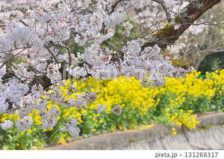 山科の琵琶湖第一疏水の桜と菜の花 131268317