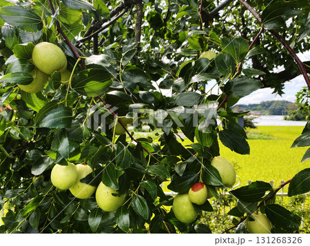 Fresh jujube fruits hanging on tree branch in natural countryside landscape Fresh jujube fruits hanging on tree branch in natural countryside landscape 131268326