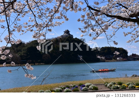 日本の愛知県の犬山市 春の犬山城と満開の桜 木曽川を進む遊覧船と美しい青空と花壇 日本の愛知県の犬山市 春の犬山城と満開の桜 木曽川を進む遊覧船と美しい青空と花壇 131268333