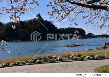 日本の愛知県の犬山市 春の犬山城と満開の桜 木曽川を進む遊覧船と美しい青空と花壇 日本の愛知県の犬山市 春の犬山城と満開の桜 木曽川を進む遊覧船と美しい青空と花壇 131268334