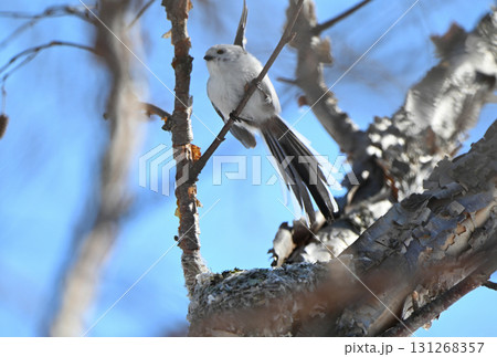冬の北海道の公園で巣作り中の巣から飛び立つシマエナガ 131268357