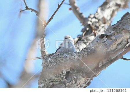 冬の北海道の公園で巣作り中のシマエナガ 131268361