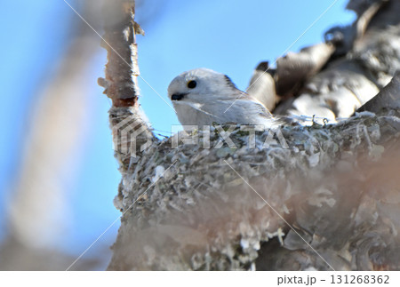 冬の北海道の公園で巣作り中のシマエナガ 131268362