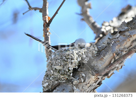 冬の北海道の公園で巣作り中のシマエナガ 131268373