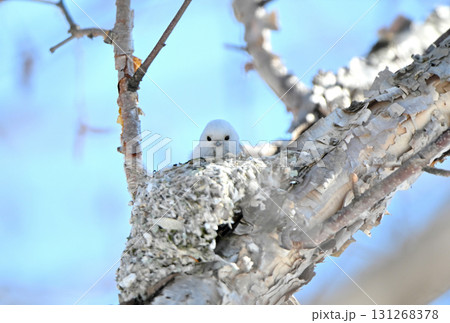 冬の北海道の公園で巣作り中のシマエナガ 131268378