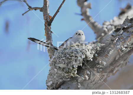 冬の北海道の公園で巣作り中のシマエナガ 131268387