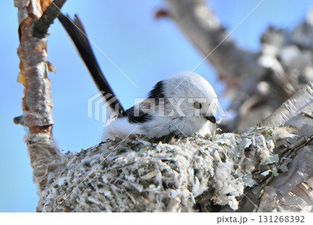 冬の北海道の公園で巣作り中のシマエナガ 131268392