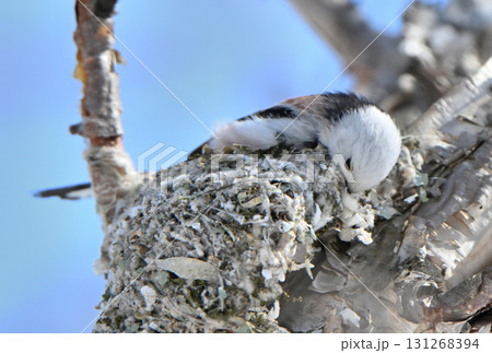 冬の北海道の公園で巣作り中のシマエナガ 131268394
