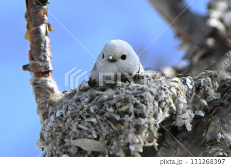 冬の北海道の公園で巣作り中のシマエナガ 131268397