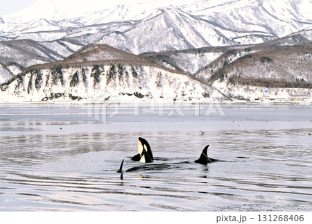北海道羅臼沖のシャーベット状に凍り始めた海で水面から頭を上げて周囲を確認するシャチ 131268406