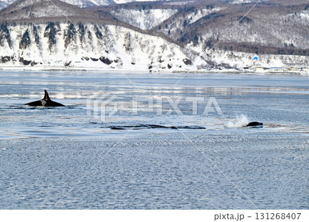 北海道羅臼沖のシャーベット状に凍り始めた海を泳ぐシャチの群れ 北海道羅臼沖のシャーベット状に凍り始めた海を泳ぐシャチの群れ 131268407