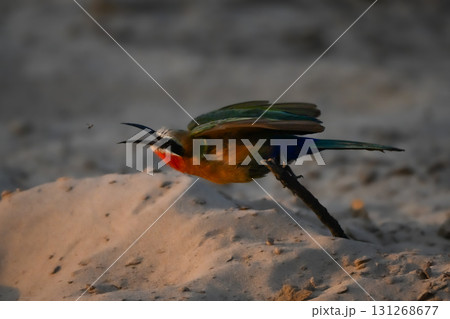 White-fronted bee-eater on branch stretches for fly White-fronted bee-eater on branch stretches for fly 131268677