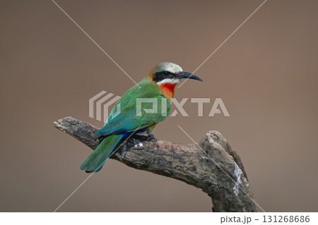 White-fronted bee-eater on dead log facing right 131268686