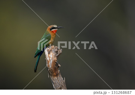White-fronted bee-eater on dead log in profile 131268687