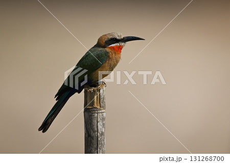 White-fronted bee-eater on wooden post in profile 131268700