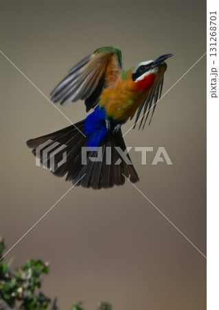 White-fronted bee-eater raises wings flying over bush 131268701